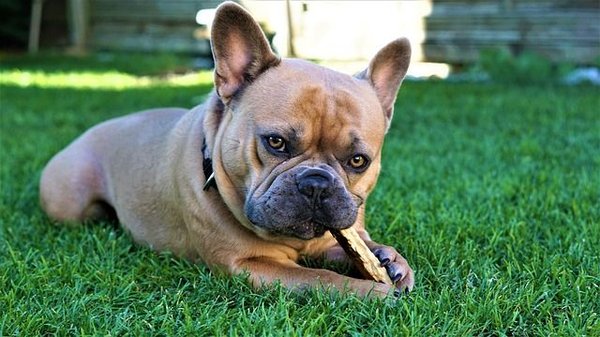 Les avantages de la mastication des friandises naturelles pour la santé générale et dentaire des chiens