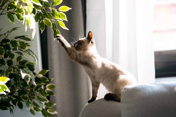 Quelle plante naturelle est plus efficace pour calmer l'agressivité des chats ?