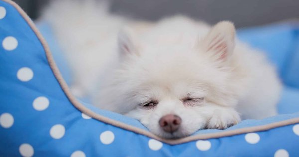 Lit pour chien : comment bien le choisir ?