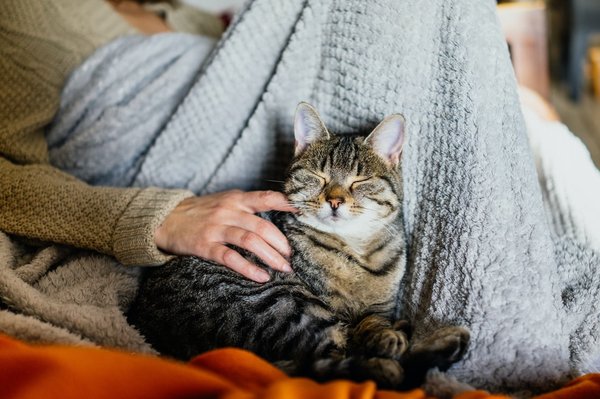 Quels sont les accessoires fun que vous pouvez offrir à votre chat ?