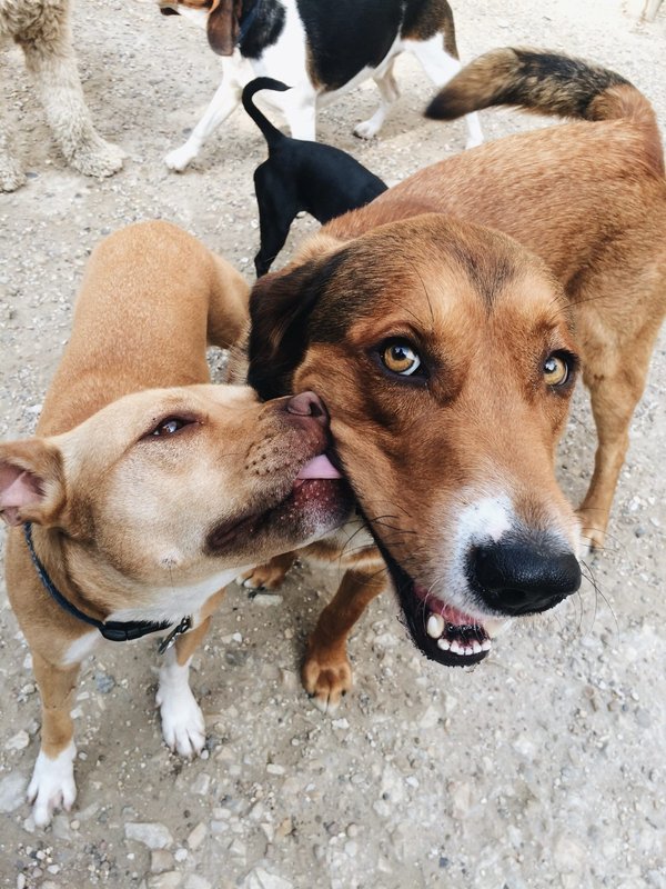 L'histoire de 3 chiens qui peuvent être appelés de véritables héros