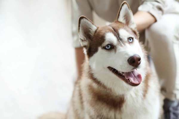 Trouver la perle rare : Les meilleures croquettes pour votre Husky