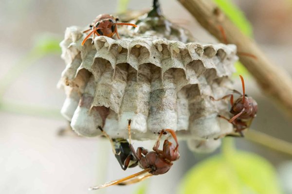 La destruction nid de frelon : prévenir les risques pour la santé et l'environnement