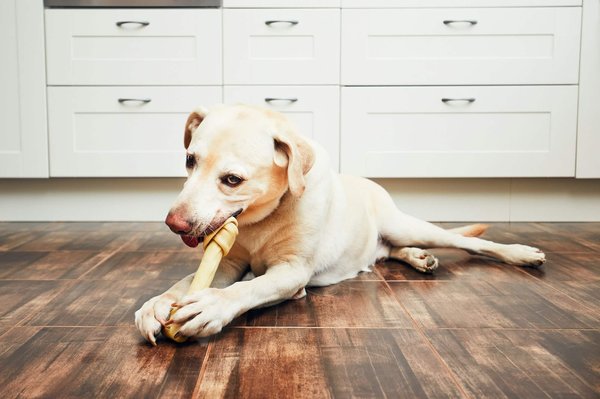 Comment adapter l'alimentation de votre chien à chaque étape de sa vie ?