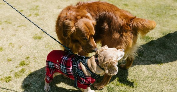 Ou vivent les animaux de compagnie ?