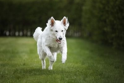 Quels facteurs définissent le prix du berger blanc suisse ?